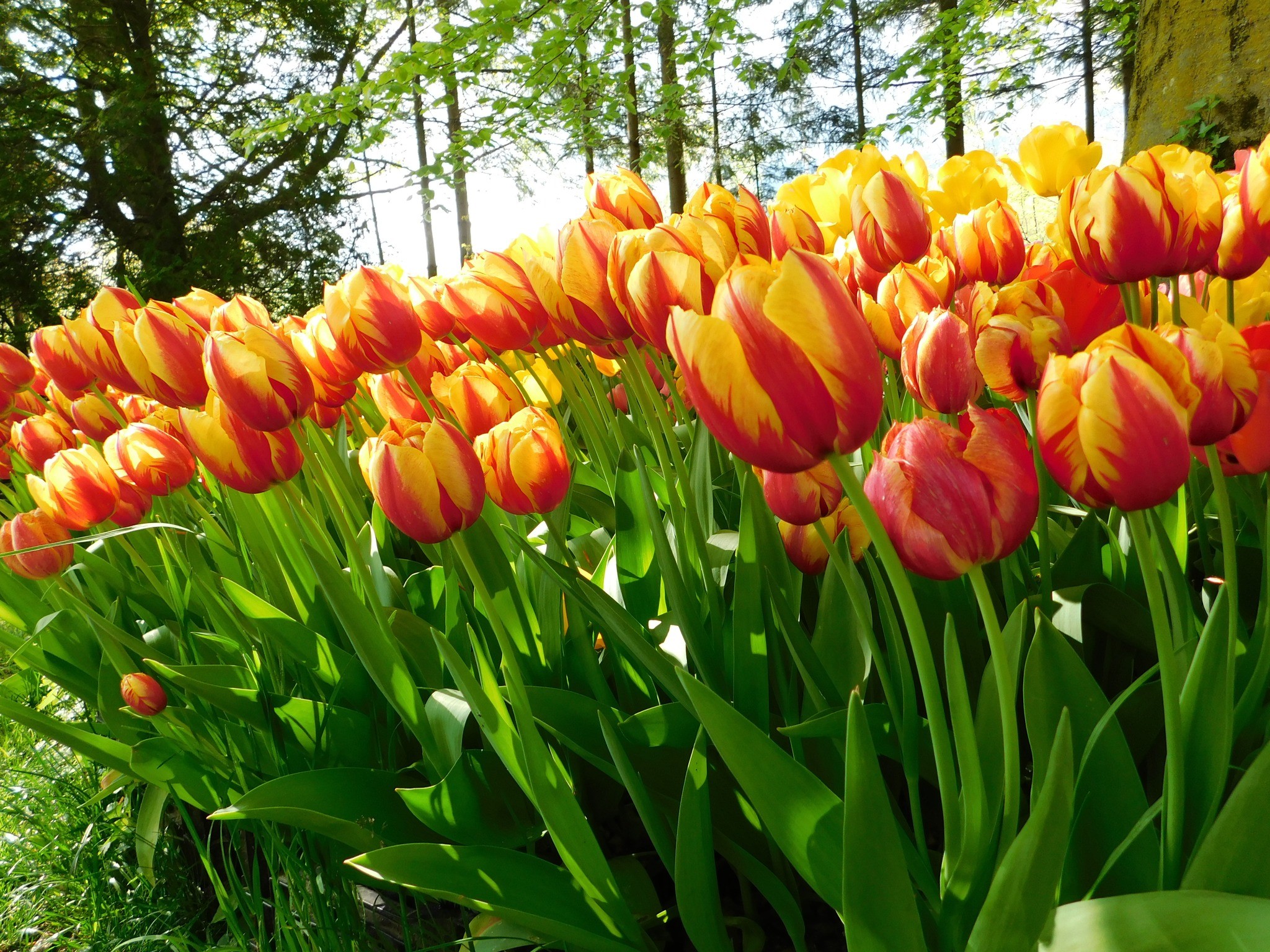 TULIPÁNVIRÁGZÁS SZLOVÉNIÁBAN ***termál hotel, félpanzió, korlátlan fürdőbelépő